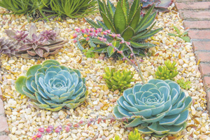Drought Tolerant Plants, Inglewood, CA Drought Tolerant Plants, Inglewood, CA