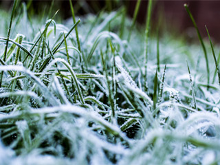 Landscape for Winter, Los Angeles, CA