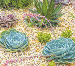 Drought Tolerant Plants