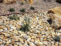 Mexican Beach Pebbles